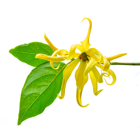 ylang ylang